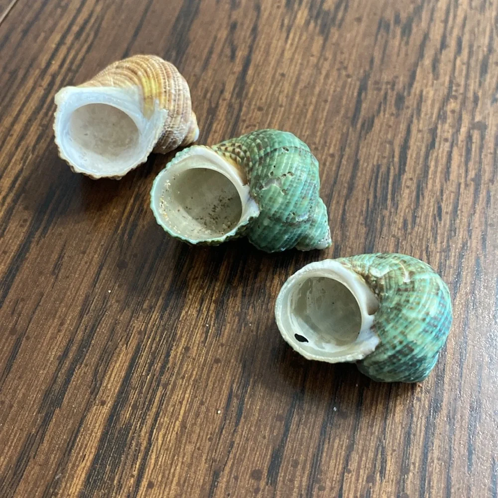 “5/$20” .6 inch O shaped opening lot of three hermit crab shells